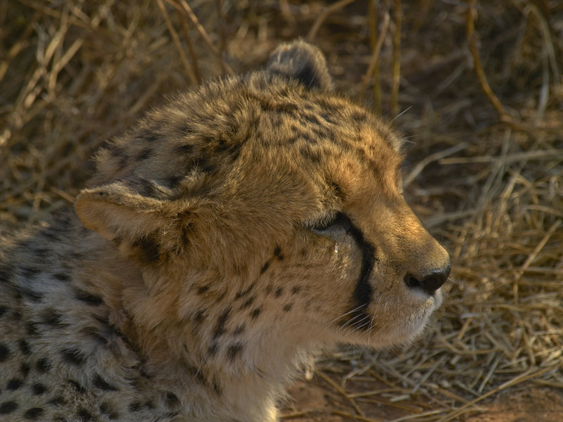Cheetah, Okonjima